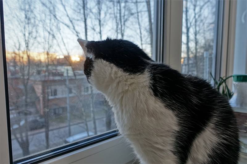Кошечка Фрося Кошечка Фрося