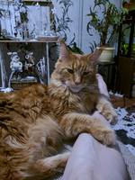 VFL.RU - ваш фотохостинг