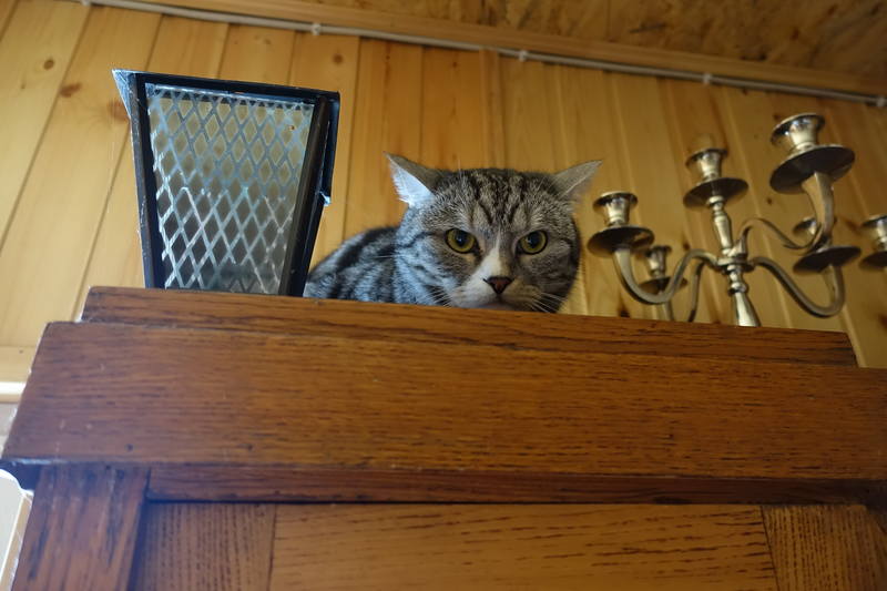 кот Дастер кот