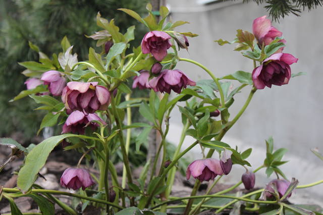 Чайная беседка