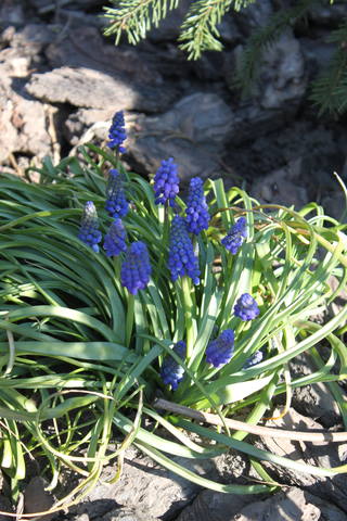 Чайная беседка