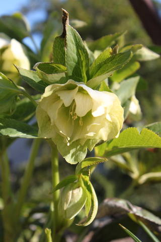 Чайная беседка