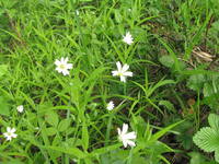 Жестколист4