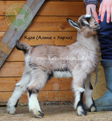 Кузя 1 Наталия =)