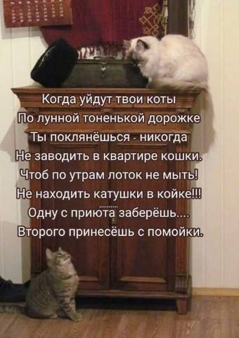 Кто сказал "Мяу"?