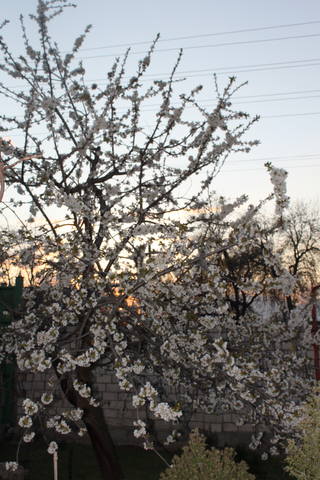 Чайная беседка