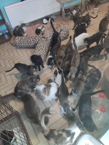 котики приюта3 котики приюта3