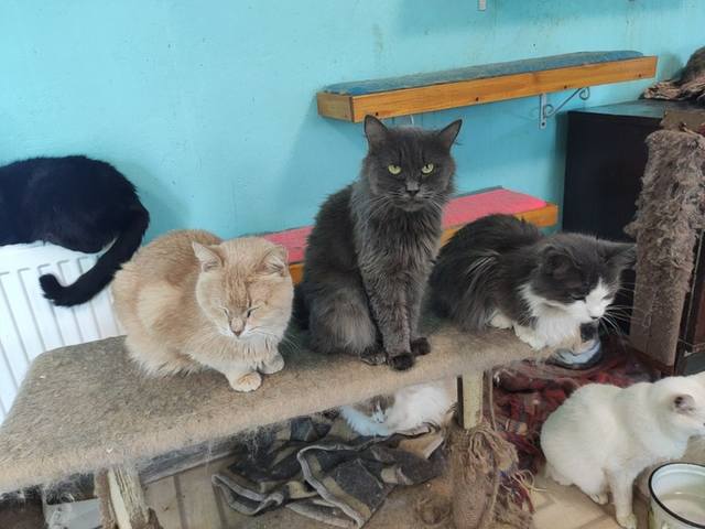 котики приюта2 котики приюта2