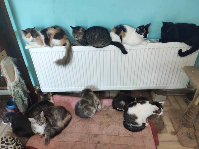 котики приюта котики приюта