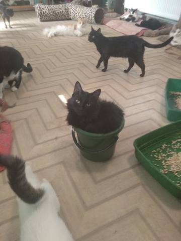 котики и уборка котики и уборка