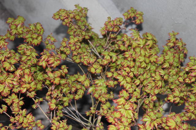 Чайная беседка