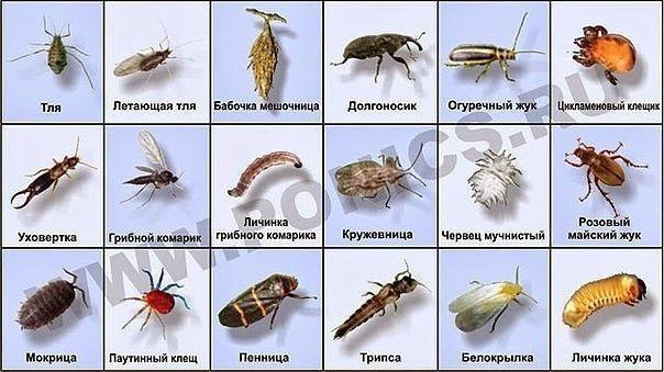 Возьмите шефство над новичком (садоводом-огородником)