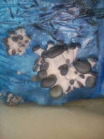 VFL.RU - ваш фотохостинг