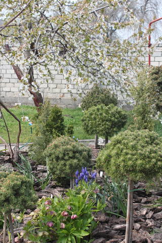 Tapтaлeтки & Ко