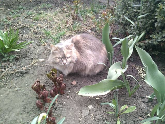 Чайная беседка