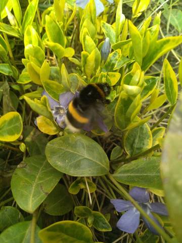 Чайная беседка