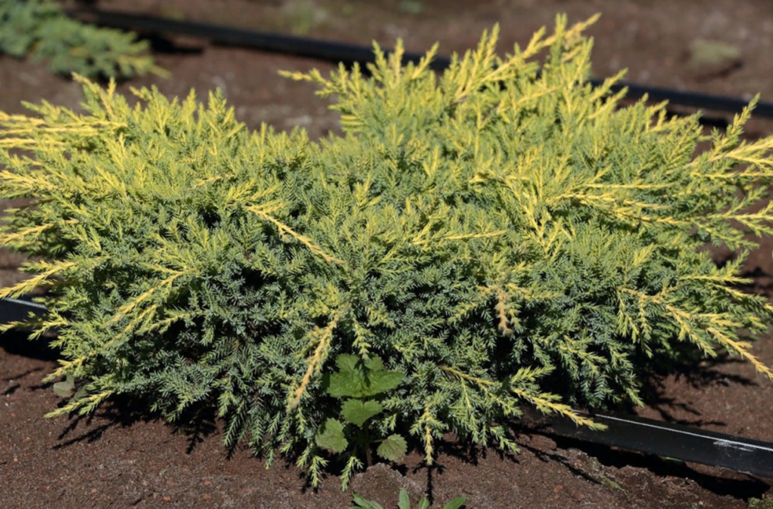 mozhzhevelnik-srednii-gold-kissen