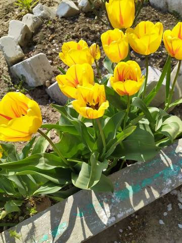 Чайная беседка