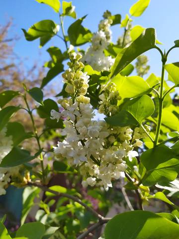 Чайная беседка