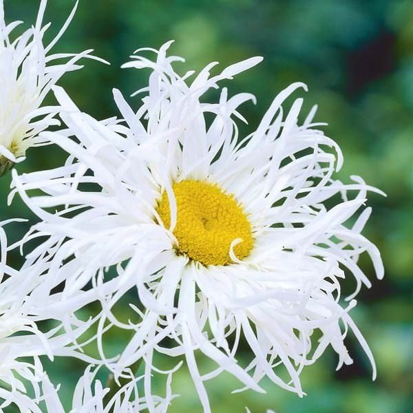 nivyanik naibolshij old kort verajeti neft-lw