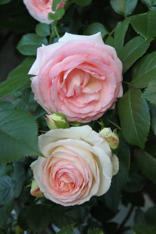 Чайная беседка