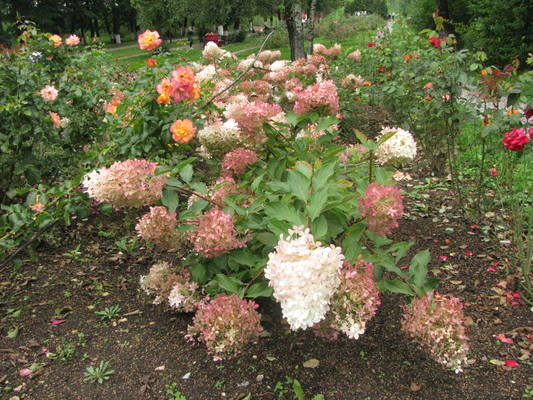 VFL.RU - ваш фотохостинг VFL.RU - ваш фотохостинг