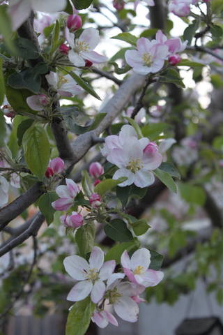 Чайная беседка