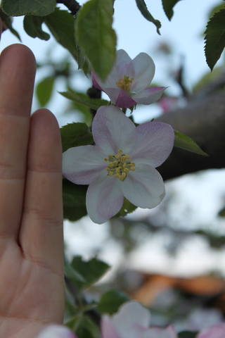 Чайная беседка