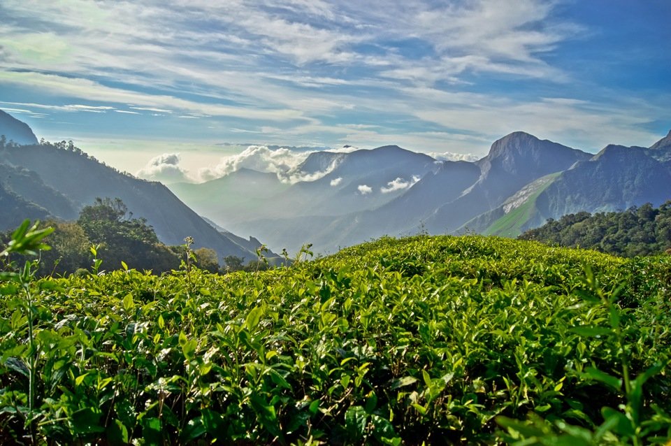 Индия чайная плантация