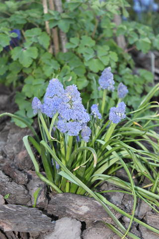 Чайная беседка