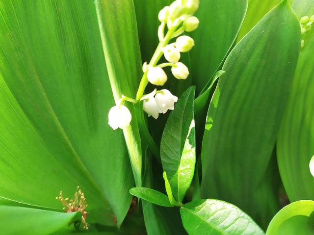 Чайная беседка