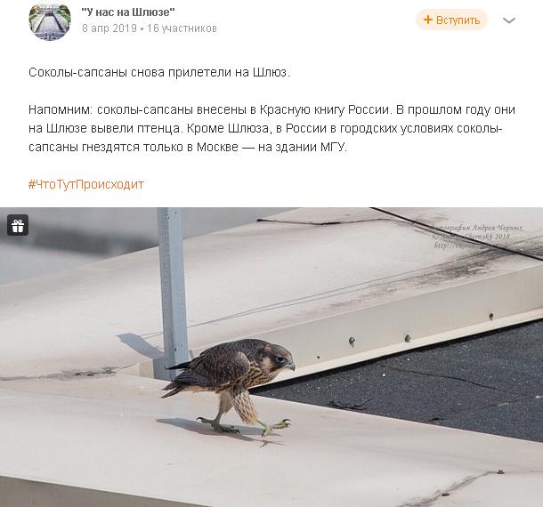 соколенок на дому