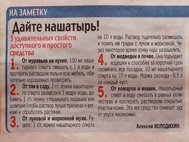 Возьмите шефство над новичком (садоводом-огородником)