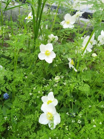 Чайная беседка