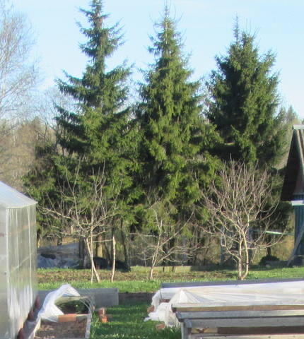 Tapтaлeтки & Ко