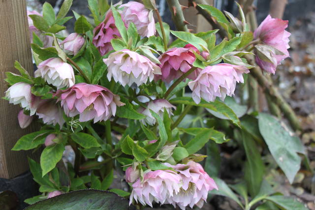 Чайная беседка