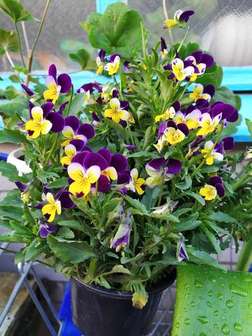 Чайная беседка