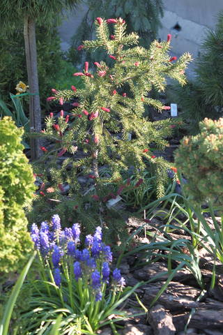 Чайная беседка