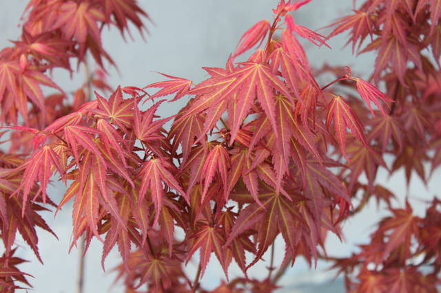 Чайная беседка