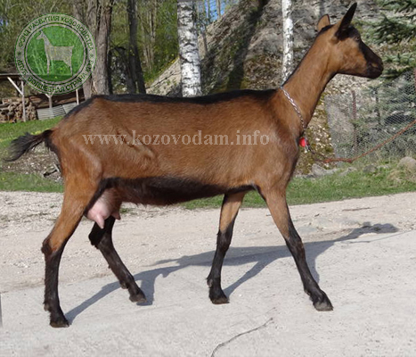 Нарва 1 ЛПХ Смирновских