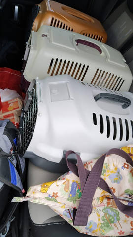 Кошки в нашей жизни. Кошки и все, что с ними связано.