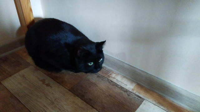 Кошки в нашей жизни. Кошки и все, что с ними связано.