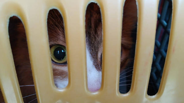 Кошки в нашей жизни. Кошки и все, что с ними связано.