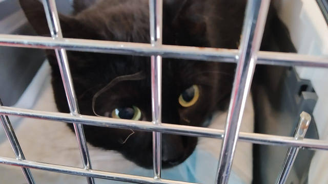 Кошки в нашей жизни. Кошки и все, что с ними связано.