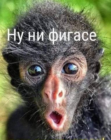 Tapтaлeтки & Ко