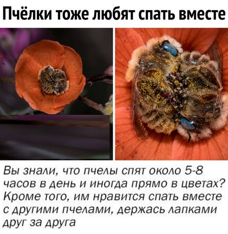 Пчёлки очень любят мёд