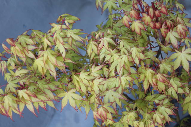 Чайная беседка