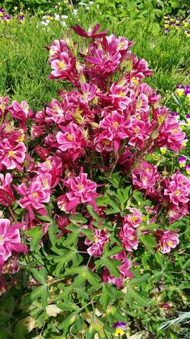 Чайная беседка