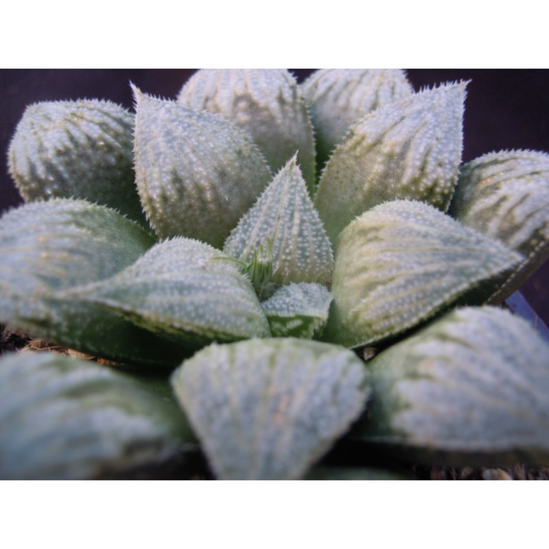 haworthia-ginsekai