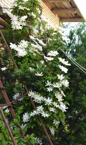 Чайная беседка